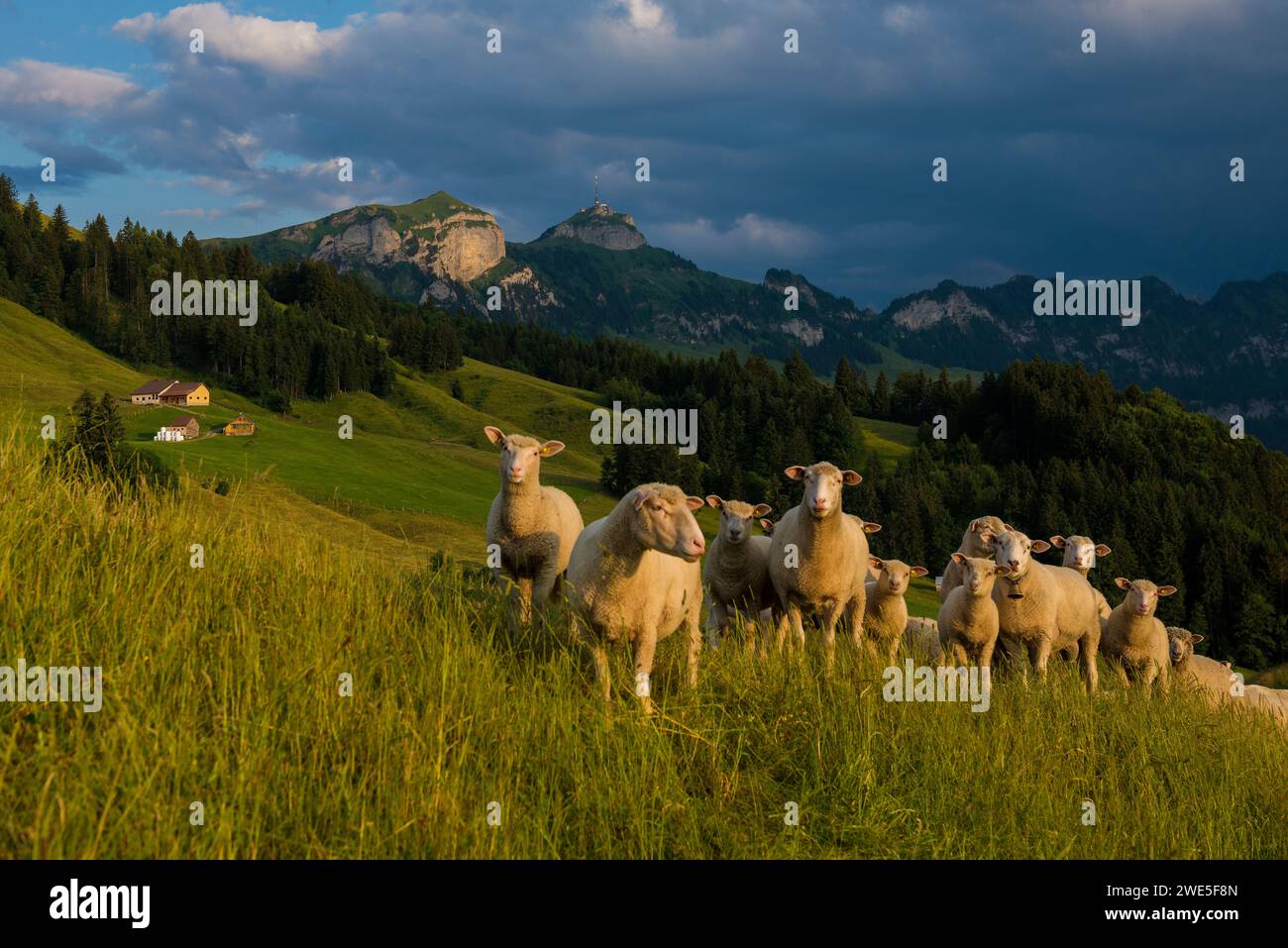 Moutons, Fähnerenspitz, coucher de soleil, vue sur le massif de l'Alpstein avec le Hoher Kasten, canton d'Appenzell-Innerrhoden, Suisse Banque D'Images