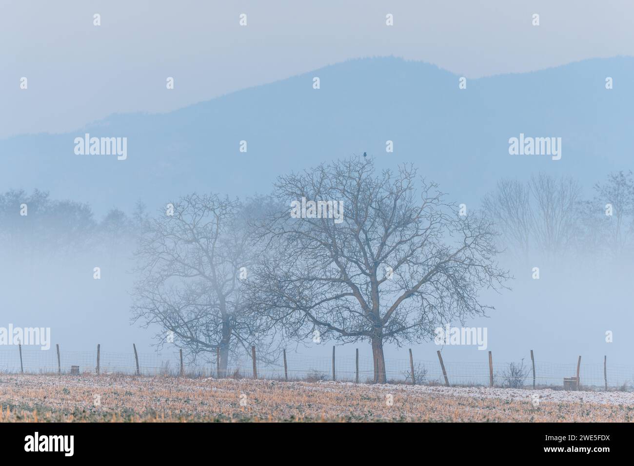Brumes matinales dans la plaine en hiver. Bas-Rhin, Alsace, Grand est, France, Europe. Banque D'Images
