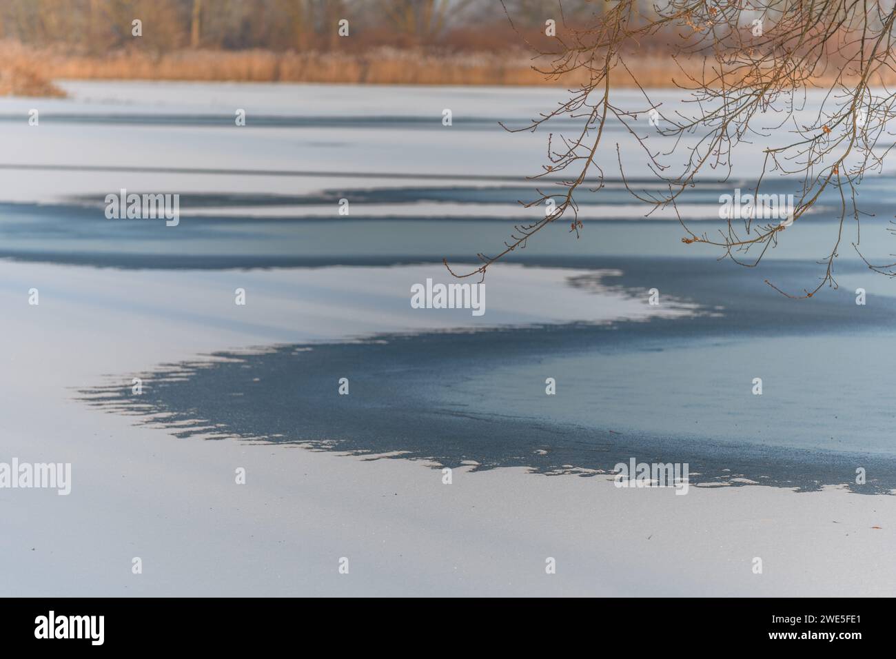 Prairie inondée gelée en hiver. Bas-Rhin, Alsace, Grand est, France, Europe. Banque D'Images