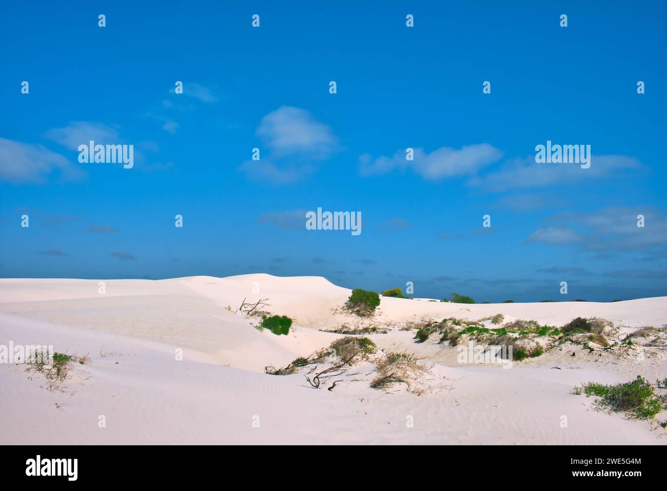 Dunes de sable blanc avec quelques buissons verts dispersés sous un ciel bleu par une chaude journée d'été. Green Head Area, Coral Coast, Australie occidentale Banque D'Images