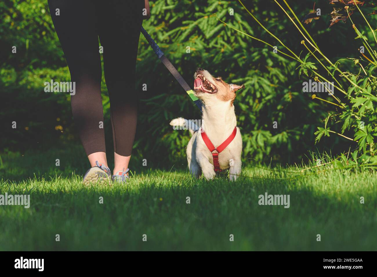Femme et chien à la classe d'obéissance et de laisse de marche. Dressage de chien pour marcher en laisse lâche et garder l'attention sur l'entraîneur Banque D'Images