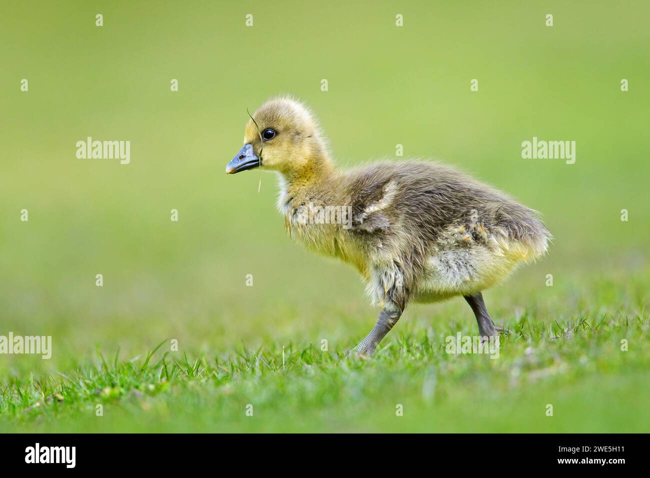 Poule graylag / poule graylag (Anser anser) adorable marchant sur les prairies au printemps Banque D'Images