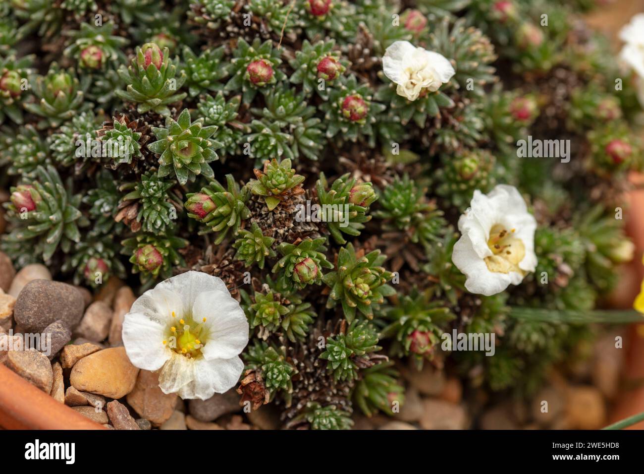 Petite Saxifraga 'Ma Vlastt', portrait naturel de plante à fleurs en gros plan haute résolution avec un espace négatif composé de feuillage Banque D'Images