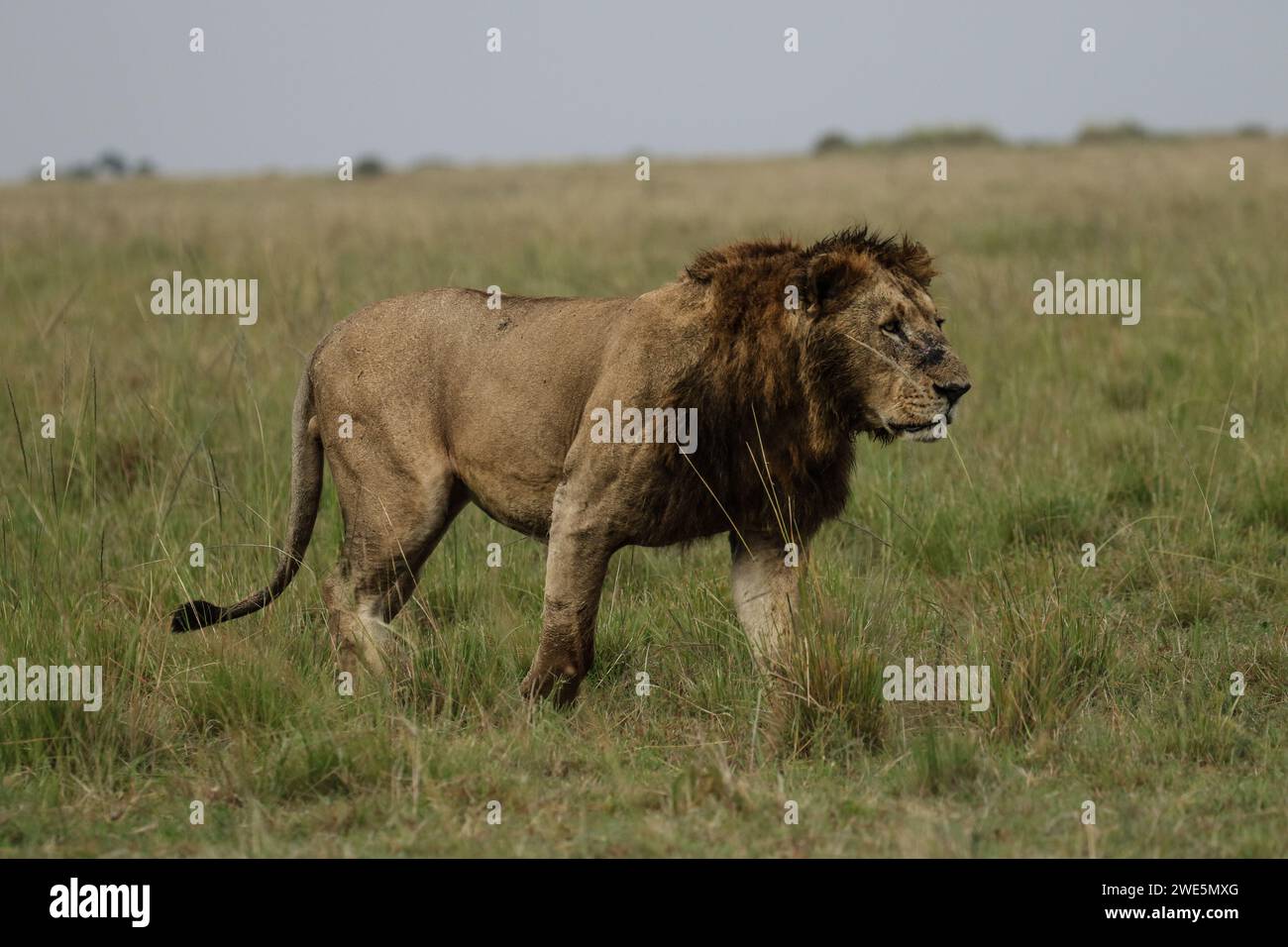 Un lion en herbe haute regarde vers le côté. Banque D'Images