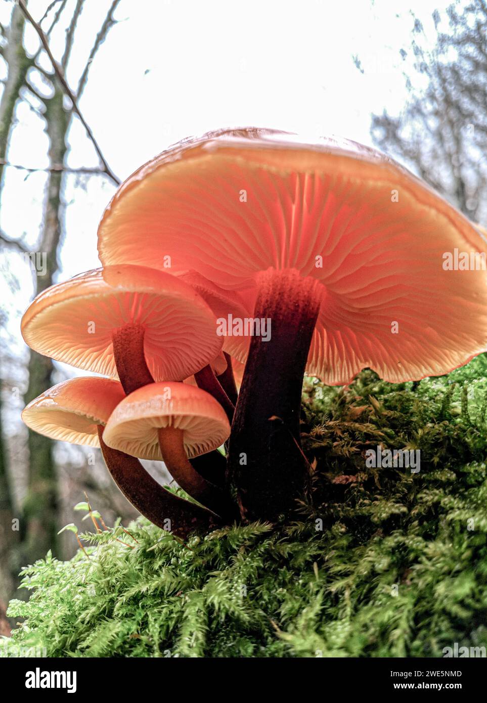 Flammulina velutipes, Samtußrübling, Enokitake, tige de velours, Collybia velutipes], tige de velours, champignon d'hiver, champignon d'aiguille d'or Banque D'Images