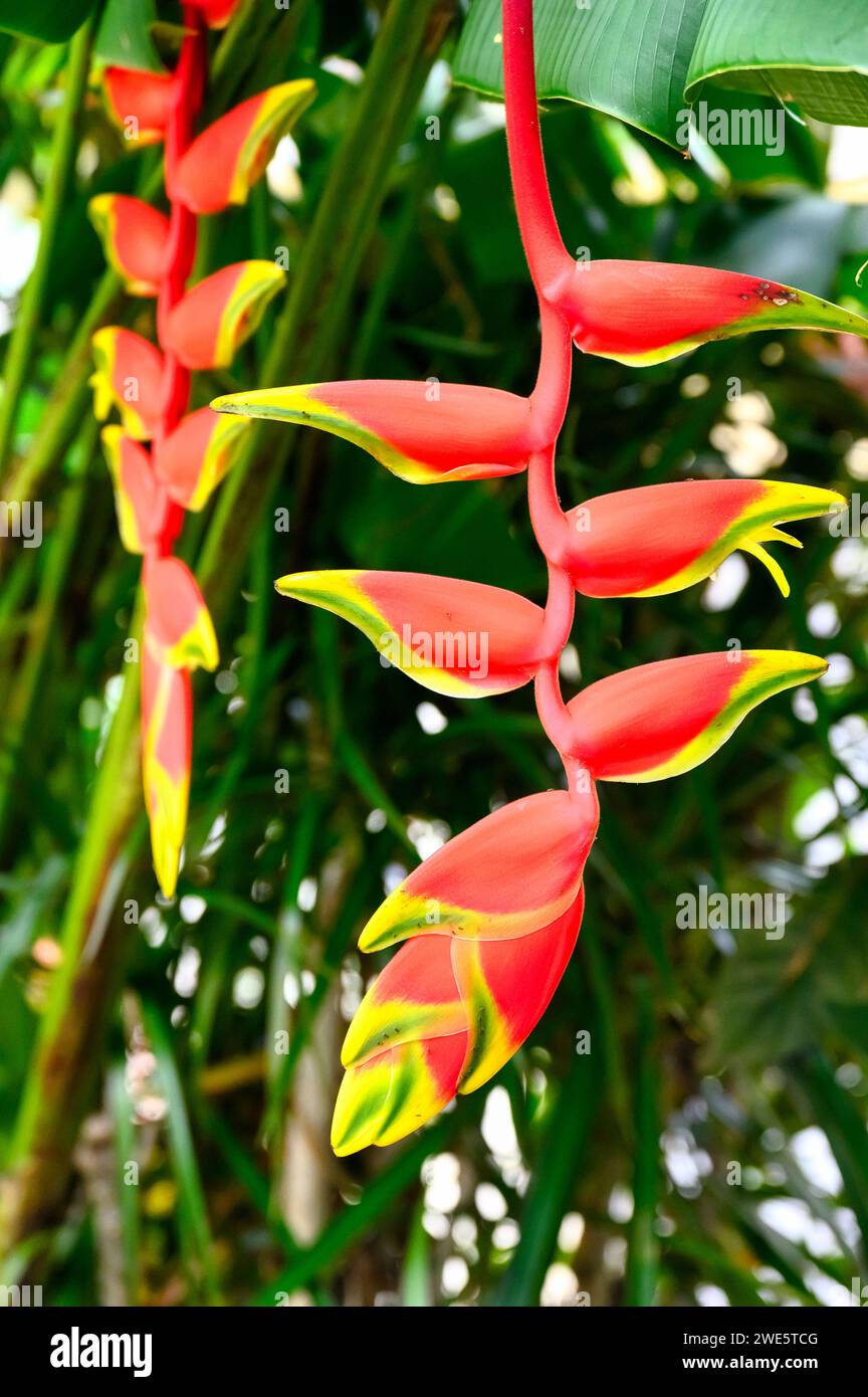 Heliconia fleurs Banque D'Images