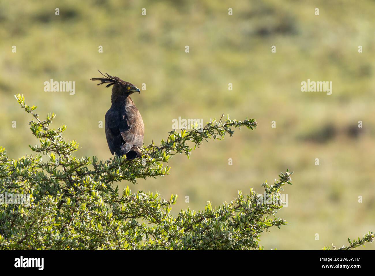 Aigle à crête longue (Lophaetus occipitalis) assis dans un arbre, à la recherche de proies au loin. Ses yeux jaunes perçants et distinguant longue CRE Banque D'Images