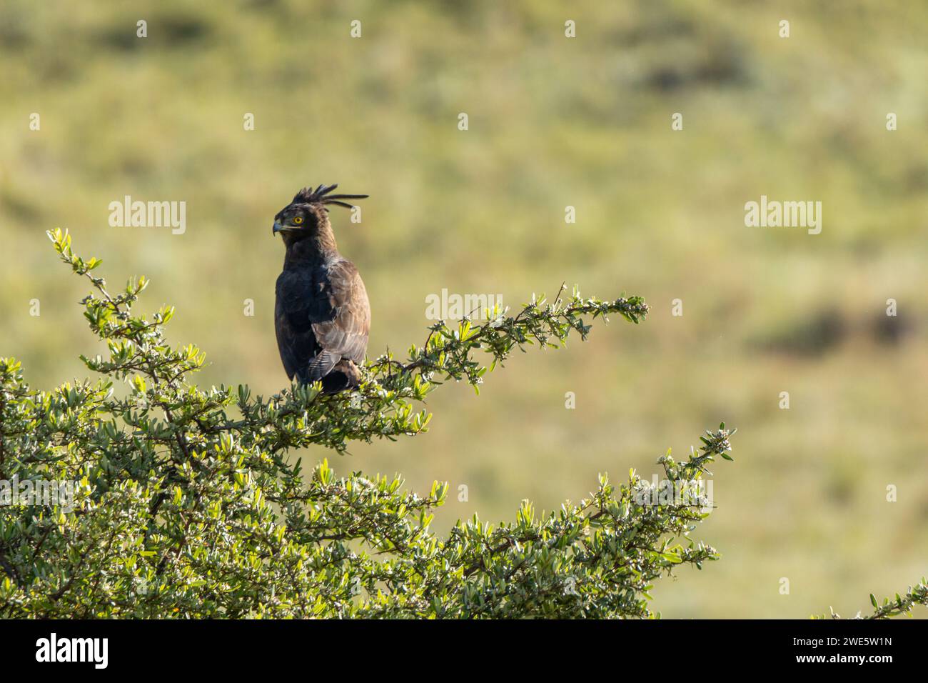 Aigle à crête longue (Lophaetus occipitalis) assis dans un arbre, à la recherche de proies au loin. Ses yeux jaunes perçants et distinguant longue CRE Banque D'Images
