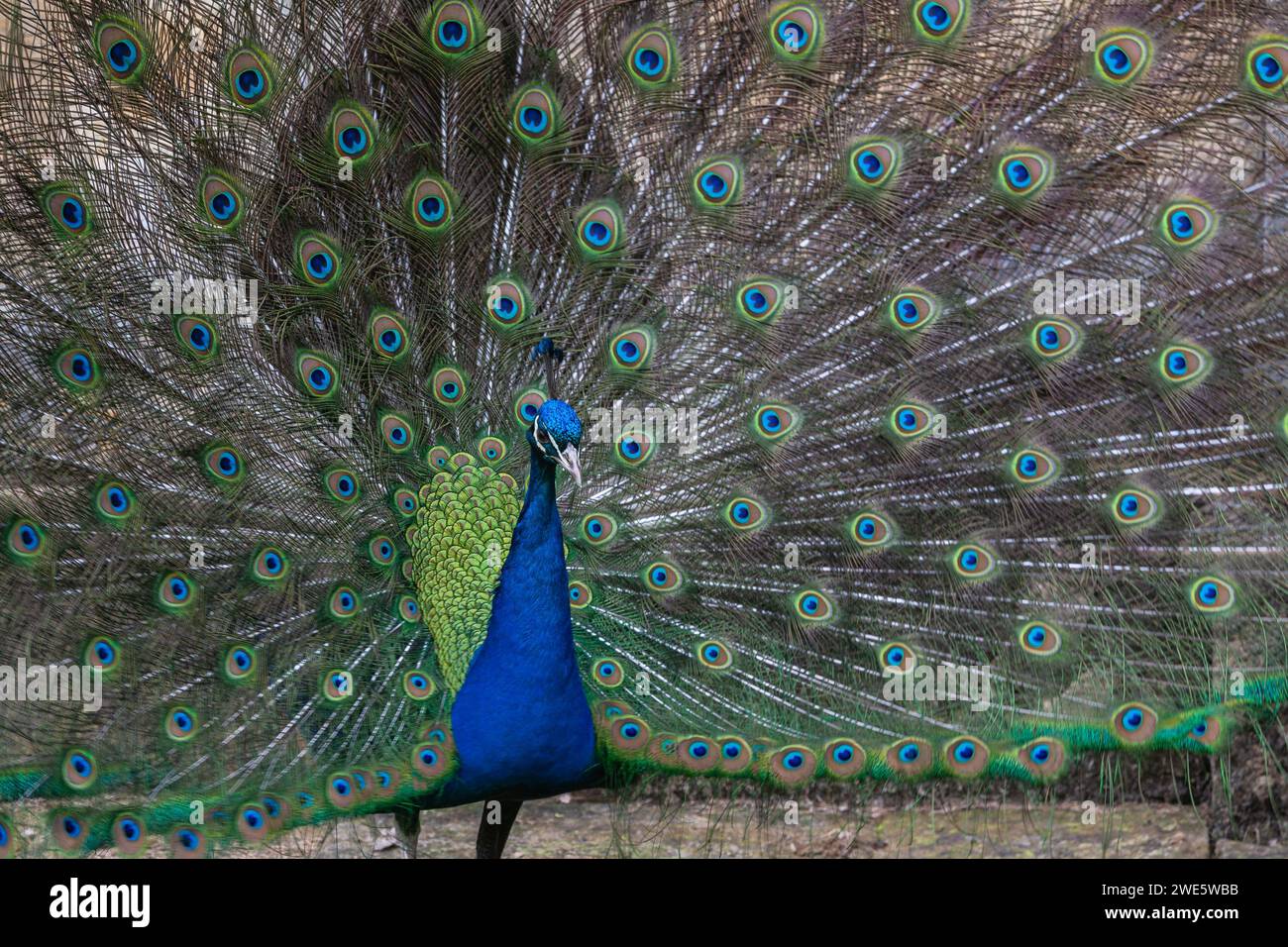 Homme paon affichant son fan de plumes de queue, Yorkshire, Royaume-Uni Banque D'Images