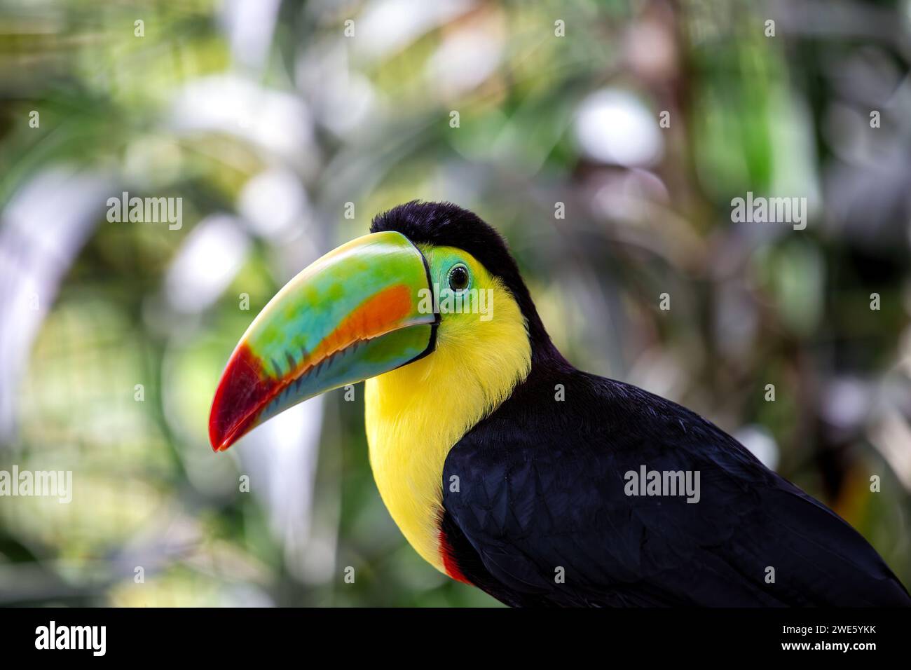 Magnifique Toucan à bec de quille (Ramphastos sulfuratus) perché au milieu des paysages vibrants du sud du Mexique. Une rencontre spectaculaire avec cette iconi Banque D'Images