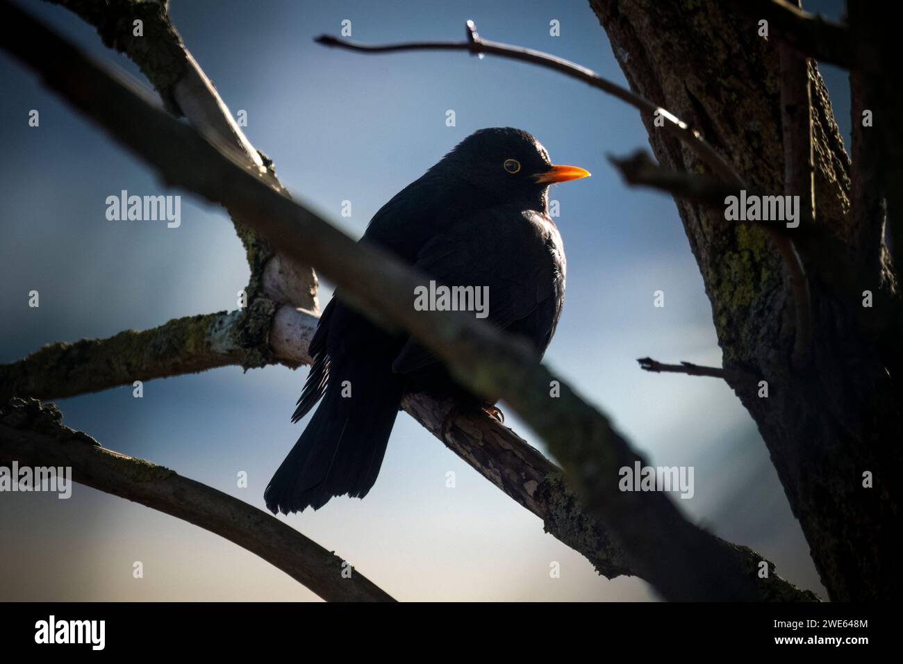Blackbird regardant hors de l'arbre dans la lumière du matin Banque D'Images