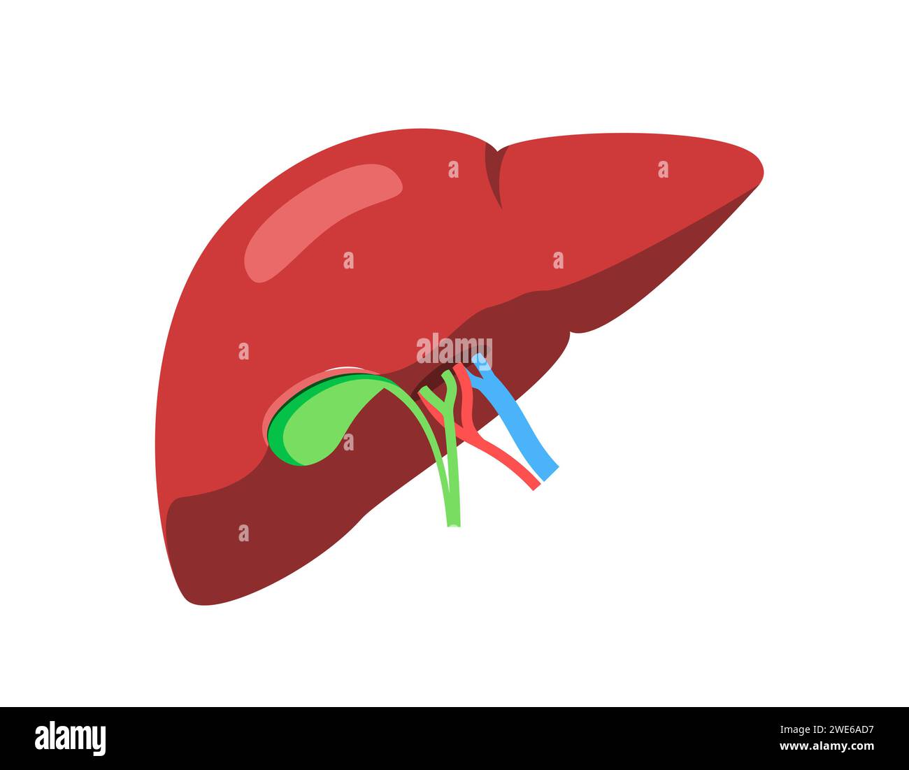Illustration médicale du foie, de la vésicule biliaire, des voies biliaires et des vaisseaux sanguins entrant dans l'organe. Concept d'anatomie humaine à usage pédagogique ou pharmaceutique Illustration de Vecteur
