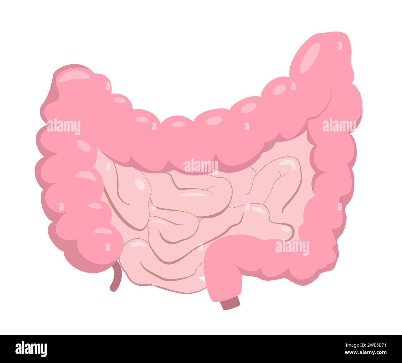 Tableau médical de l'intestin dans un style réaliste avec des ombres et des reflets. Concept d'anatomie humaine à usage éducatif ou pharmaceutique. Illustration vectorielle Illustration de Vecteur