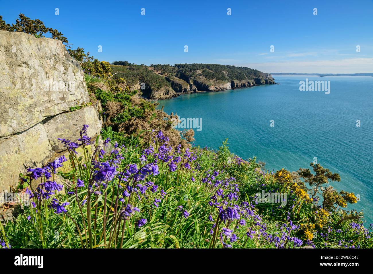 France, Bretagne, fleurs sauvages fleurissent sur le Cap de la Chèvre en été Banque D'Images