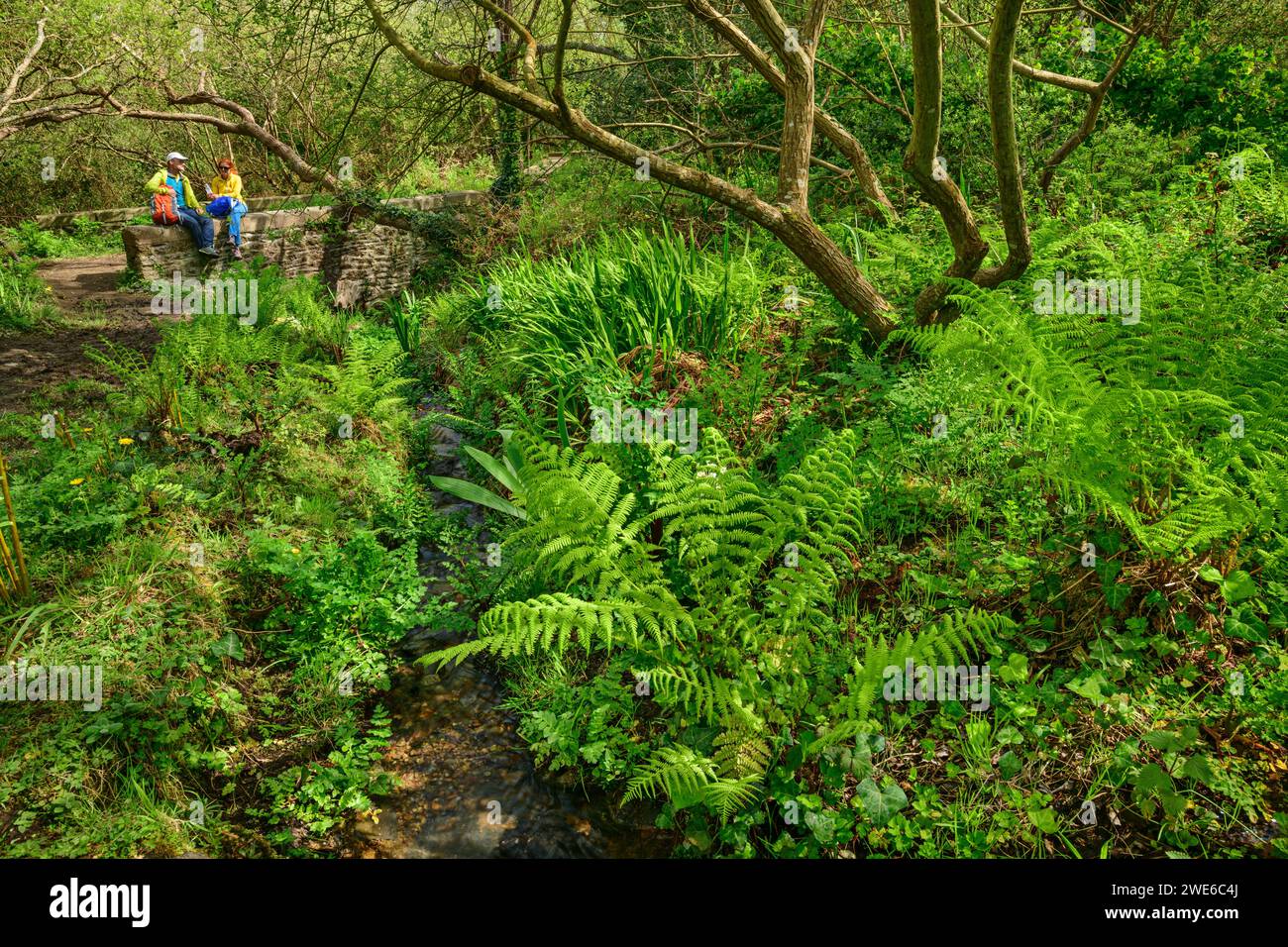 France, Bretagne, deux randonneurs assis sur un mur de pierre dans une forêt verdoyante et luxuriante Banque D'Images