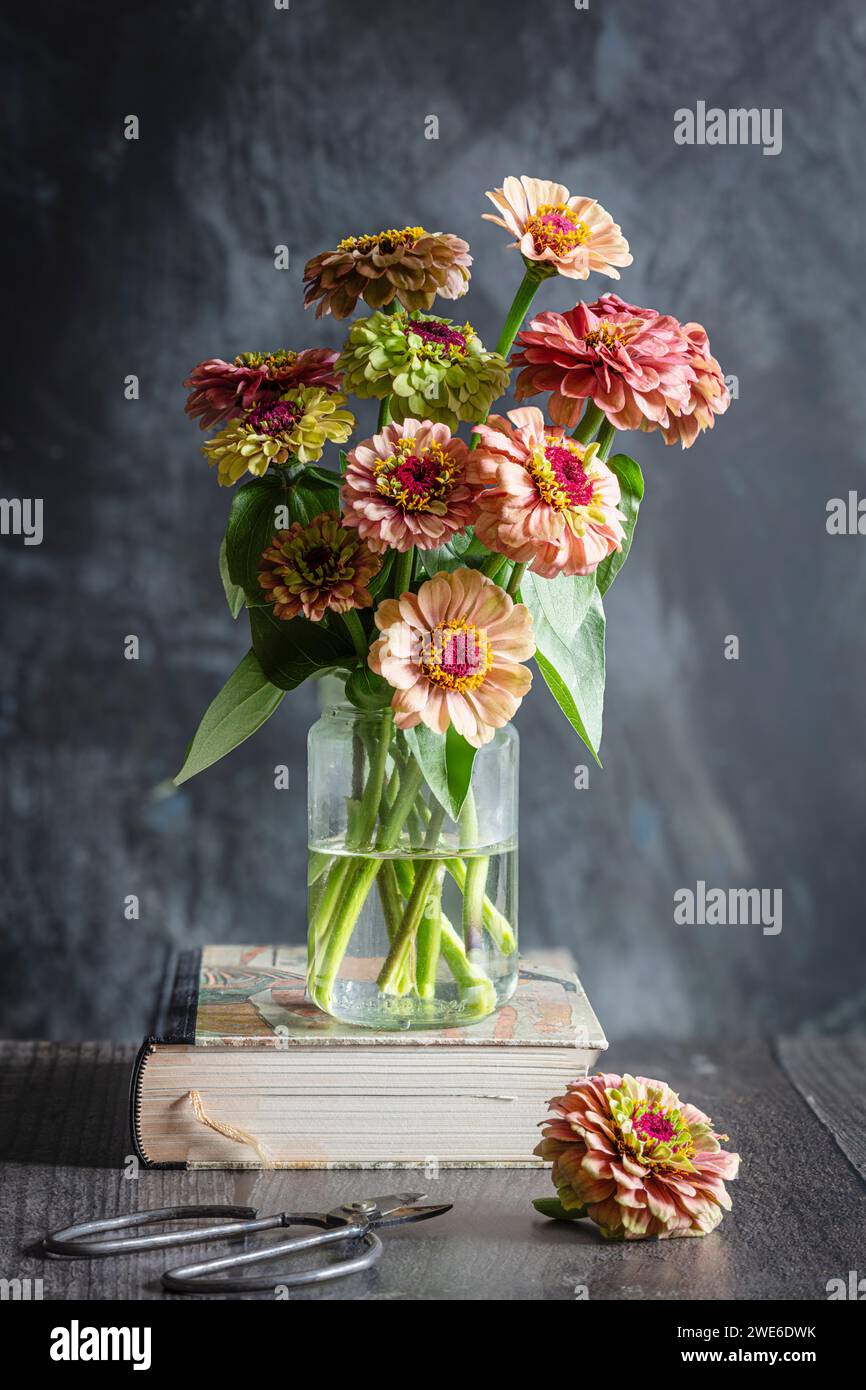 Queeny zinnias rouge citron en pot debout sur le livre Banque D'Images