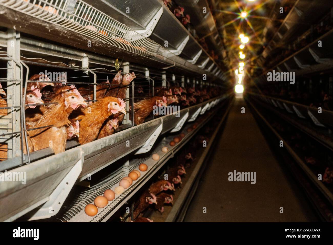 Poules dans des cages avec des œufs à la ferme avicole Banque D'Images