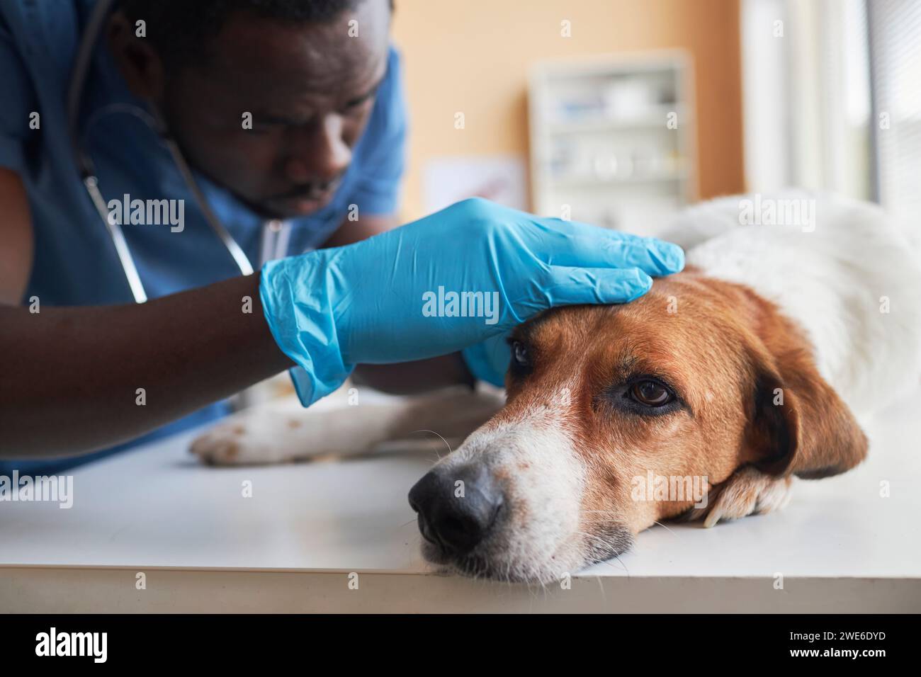 Vétérinaire portant des gants et examinant le chien beagle sur la table en clinique Banque D'Images