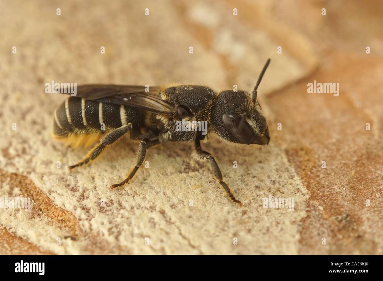 Gros plan sur une petite abeille femelle méditerranéenne aux yeux bleus en résine, Heriades Crenulatus, dans le Gard, France Banque D'Images