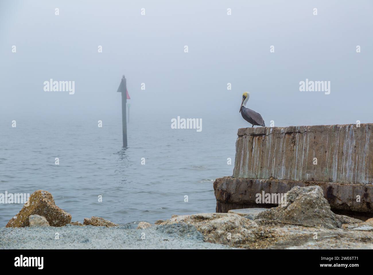 Pélican brun (Pelicanus occidentalis) perché sur une digue par un matin brumeux à long Beach, Mississippi Banque D'Images