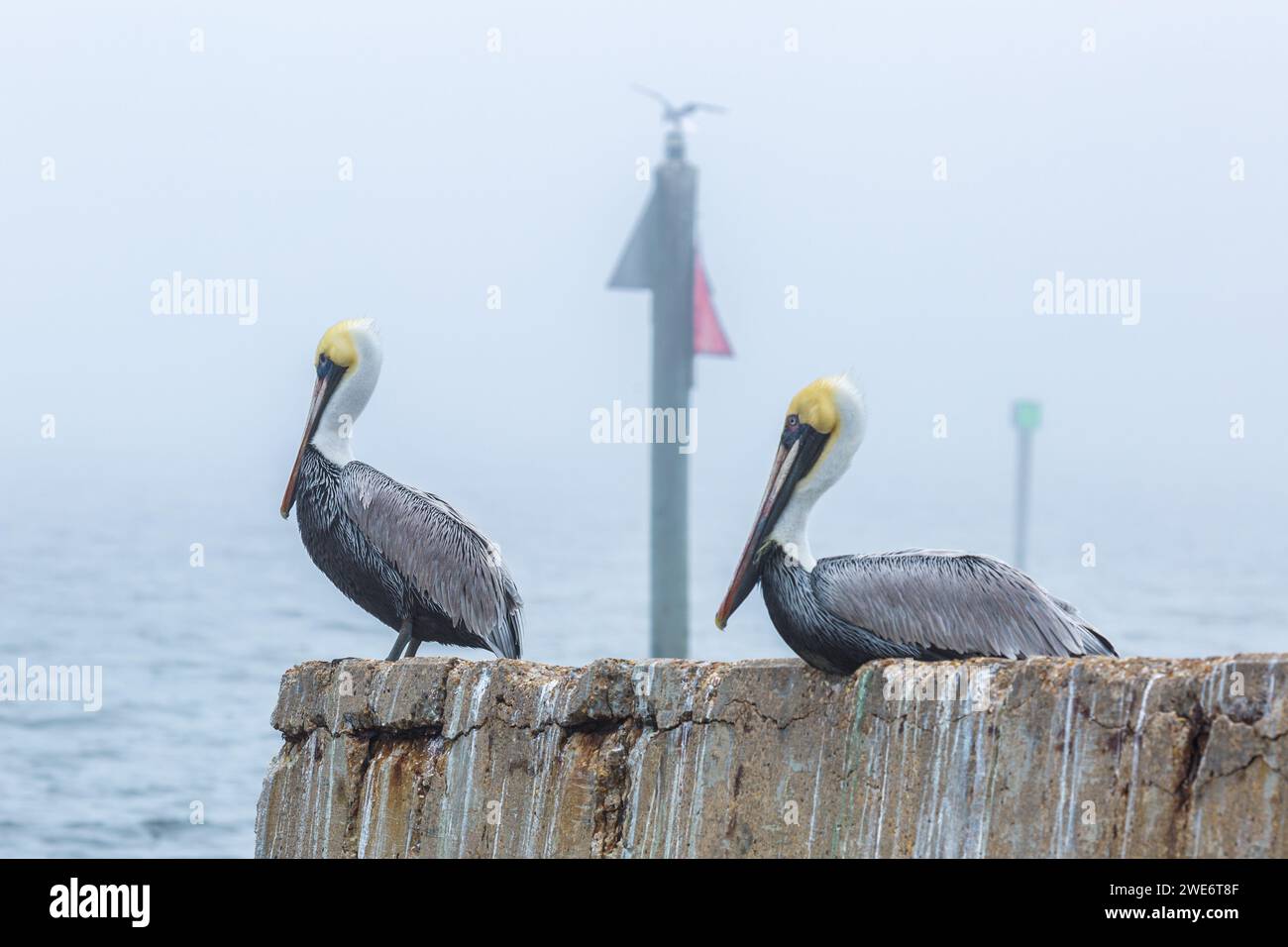 Pélicans bruns (Pelicanus occidentalis) perchés sur une digue par un matin brumeux à long Beach, Mississippi Banque D'Images