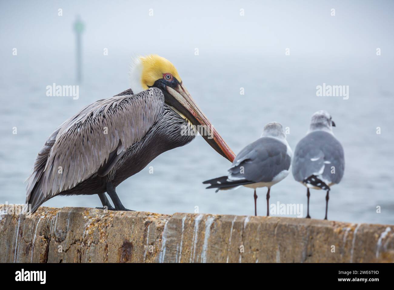 Pélicans bruns (Pelicanus occidentalis) perchés sur une digue par un matin brumeux à long Beach, Mississippi Banque D'Images