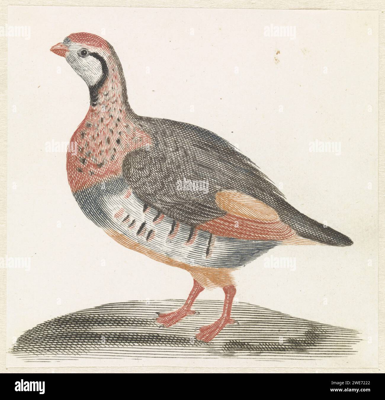 Veldhoen, Anonyme, 1688 - 1698 imprimer pays-Bas gravure papier marcheur et coureur oiseaux : partridge Banque D'Images