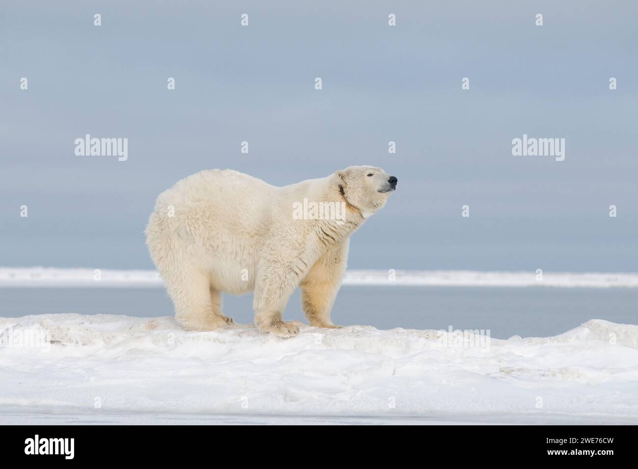 Ours polaire Ursus maritimus truie adulte à collier radio voyageant à travers la banquise nouvellement formée pendant le gel de l'automne jusqu'à 1002 ANWR Kaktovik Barter Island AK Banque D'Images