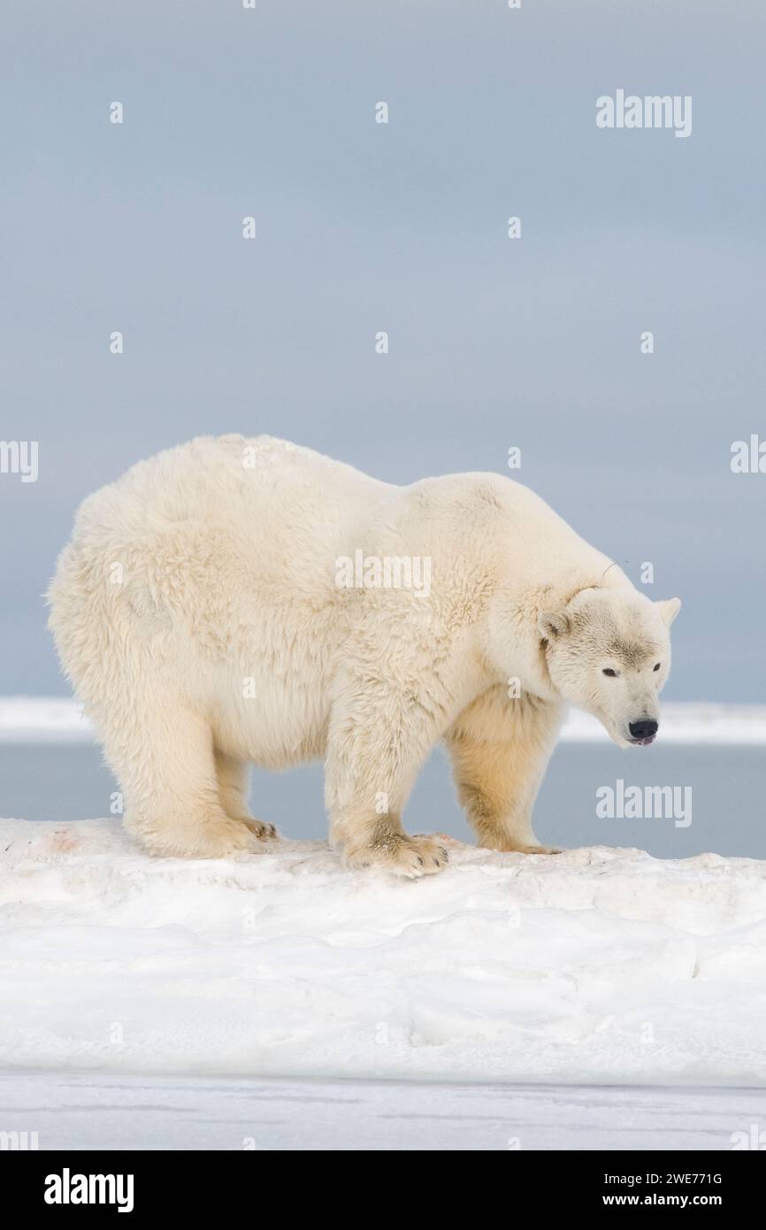 Ours polaire Ursus maritimus truie adulte à collier radio voyageant à travers la banquise nouvellement formée pendant le gel de l'automne jusqu'à 1002 ANWR Kaktovik Barter Island AK Banque D'Images
