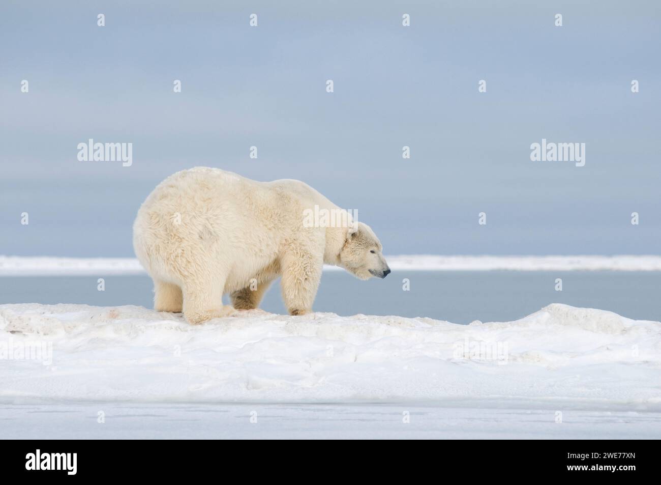 Ours polaire Ursus maritimus truie adulte à collier radio voyageant à travers la banquise nouvellement formée pendant le gel de l'automne jusqu'à 1002 ANWR Kaktovik Barter Island AK Banque D'Images