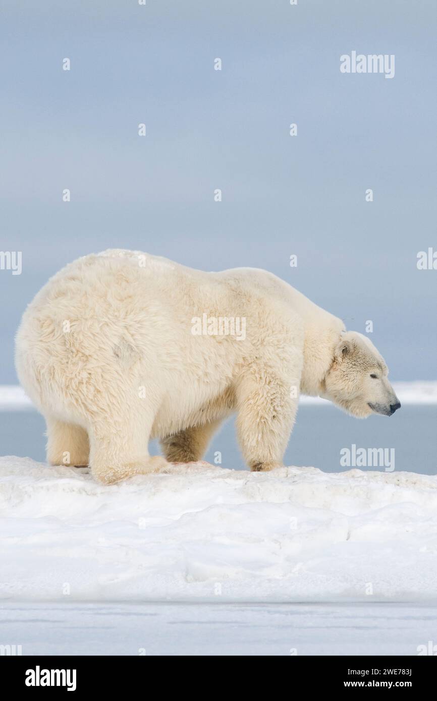 Ours polaire Ursus maritimus truie adulte à collier radio voyageant à travers la banquise nouvellement formée pendant le gel de l'automne jusqu'à 1002 ANWR Kaktovik Barter Island AK Banque D'Images