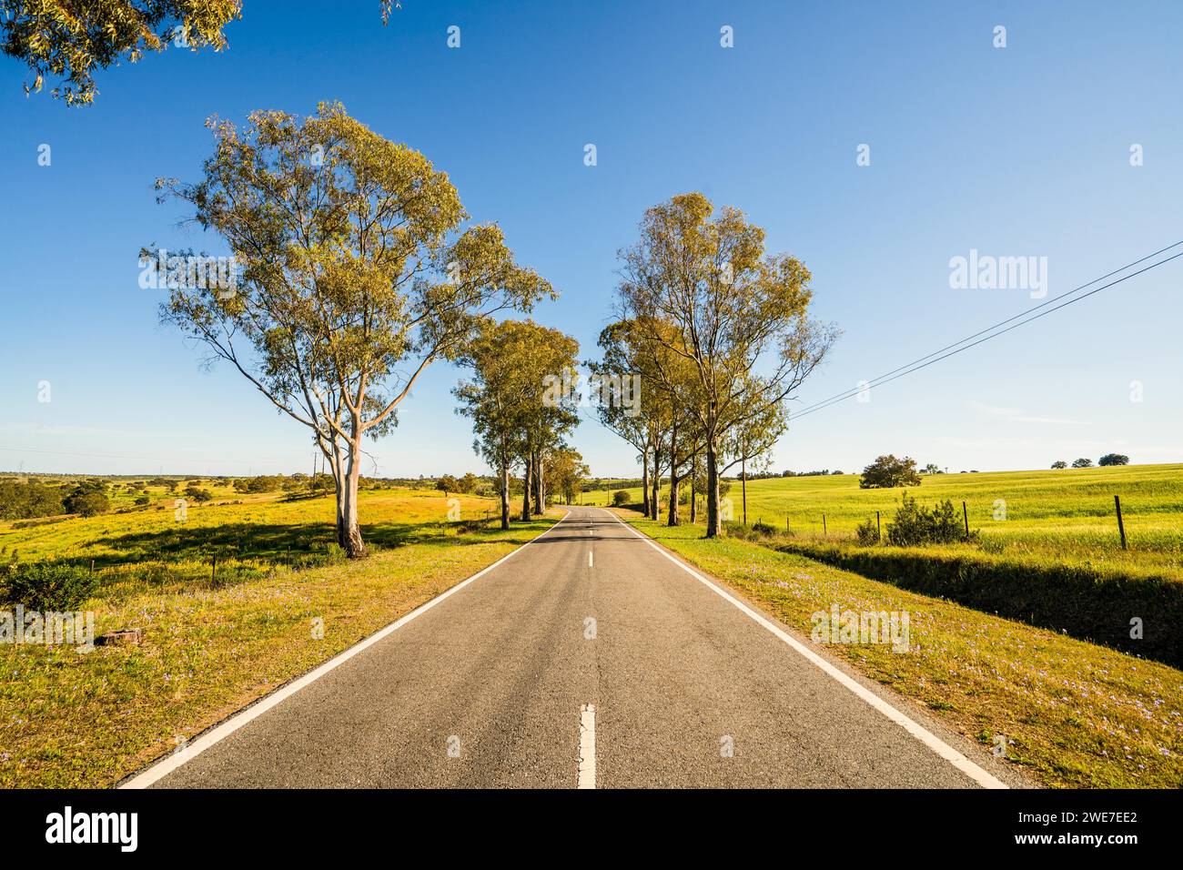 Beau paysage de l'Alentejo et célèbre route nationale N2, Almodovar, Portugal Banque D'Images