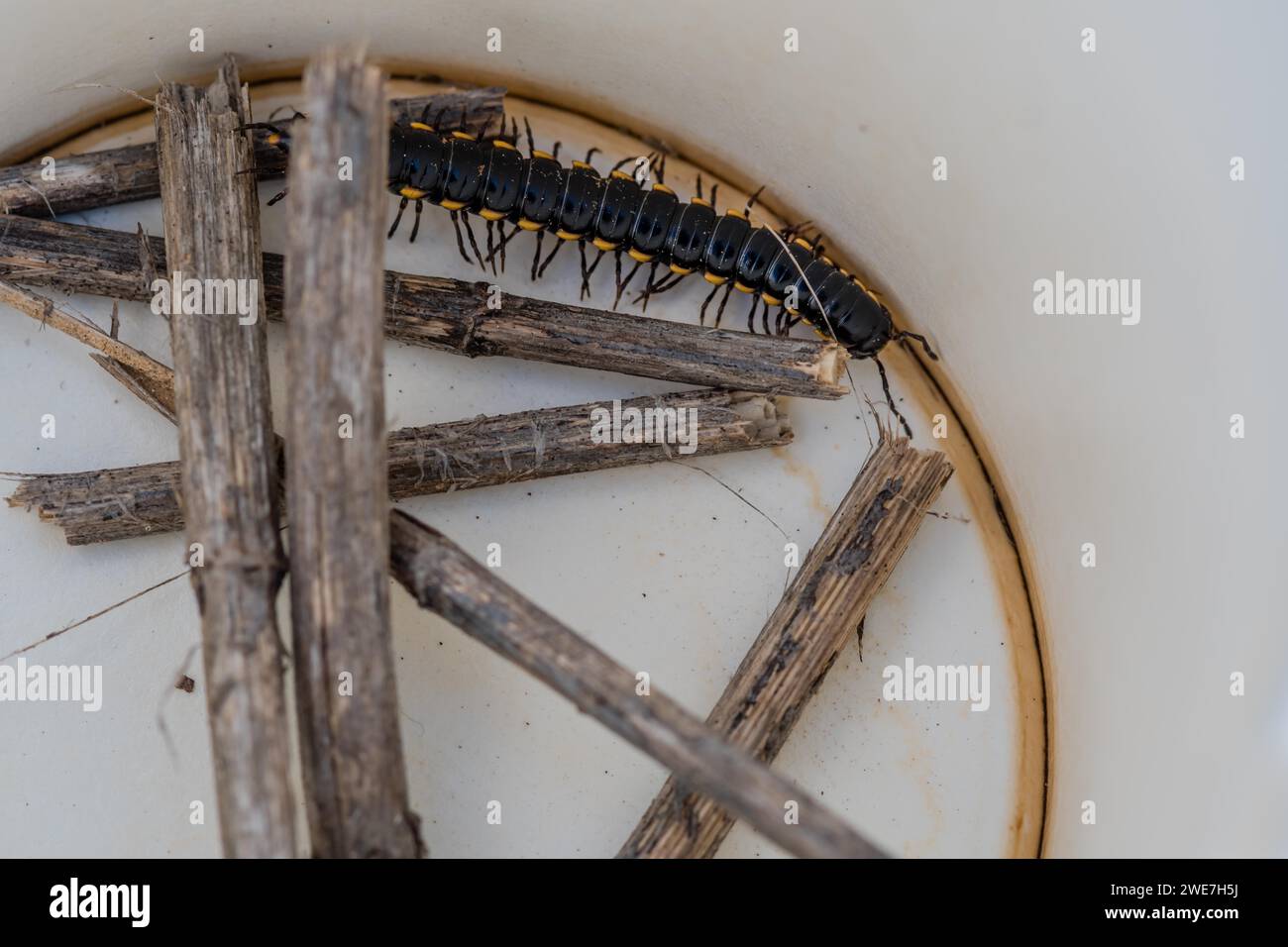 Gros plan de centipède noir avec des marques jaunes dans un gobelet en papier avec quelques brindilles Banque D'Images