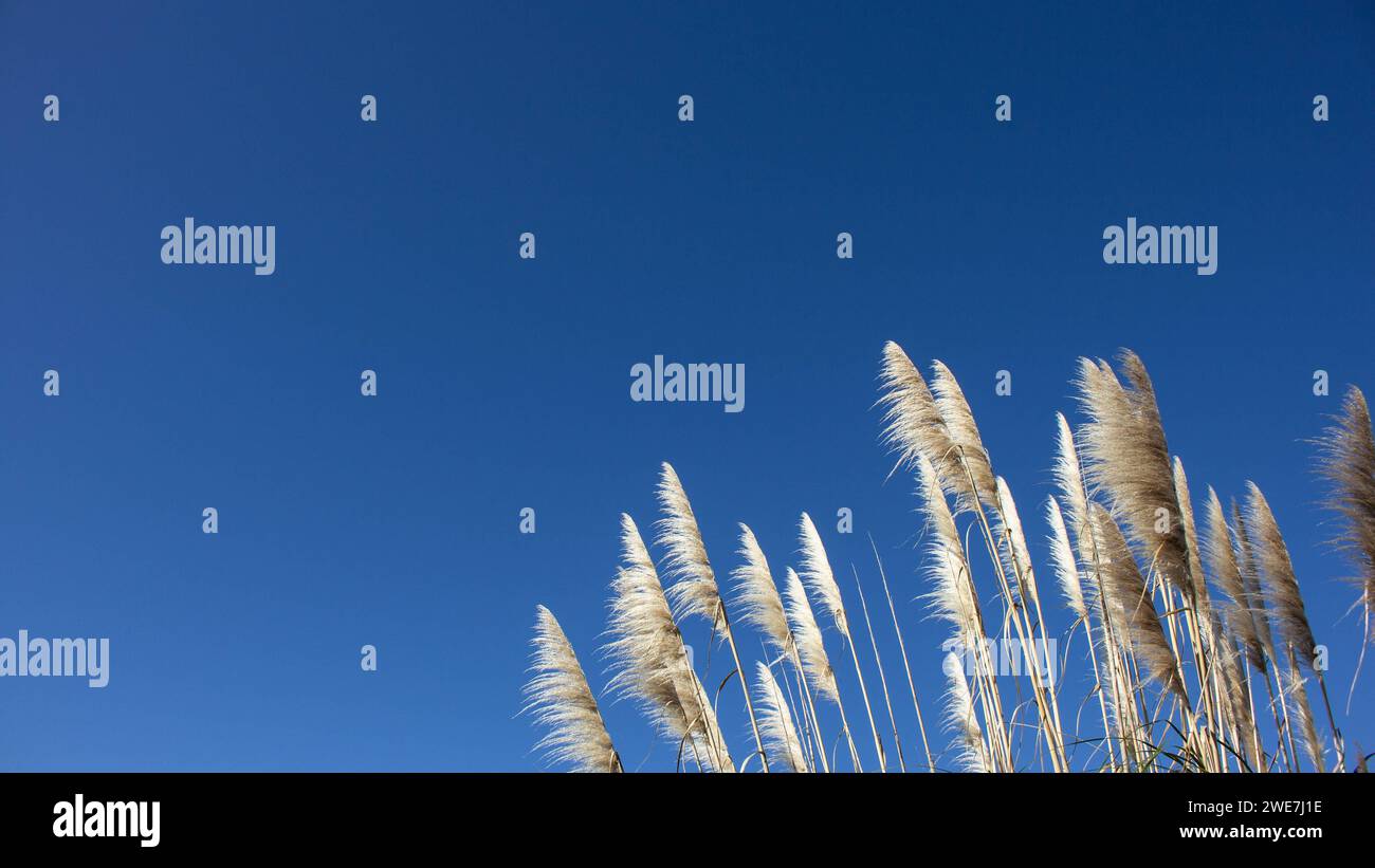 Pampas plumeux contre un ciel bleu magnifique, connexion à la nature et sentiment comme un esprit libre. Banque D'Images