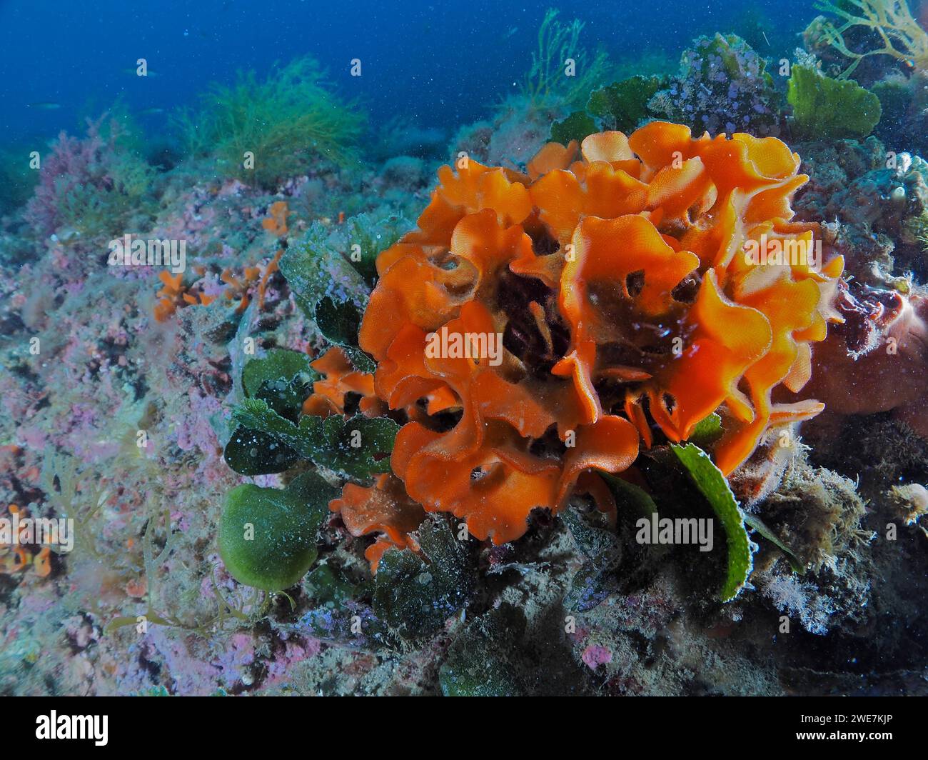 Eponge épineuse orange (Acanthella acuta), site de plongée l'Escala, Costa Brava, Espagne, mer Méditerranée Banque D'Images