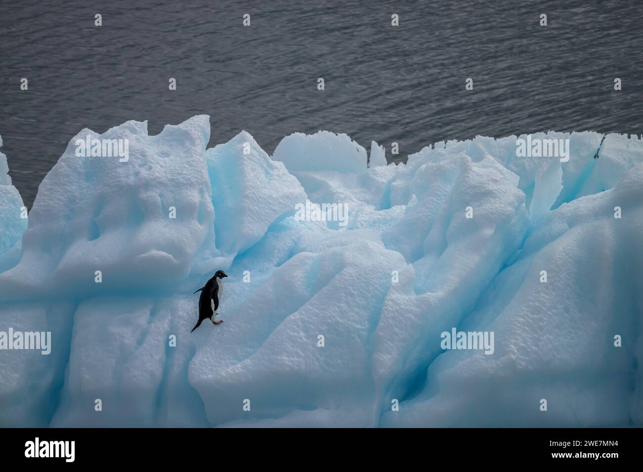 Un pingouin adélie traverse un iceberg escarpé dans la mer de Weddell près de l'île James Ross Banque D'Images