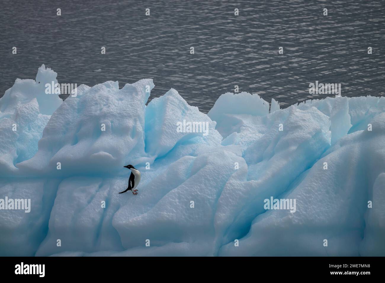 Un pingouin adélie traverse un iceberg escarpé dans la mer de Weddell près de l'île James Ross Banque D'Images
