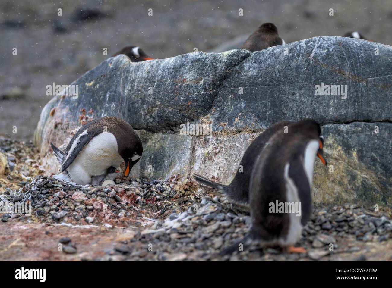 Pingouins Gentoo à Brown Bluff, Antarctique Banque D'Images