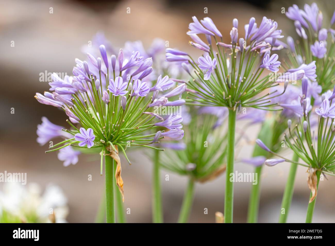 Agapanthus africanus, communément appelé lis africain Banque D'Images