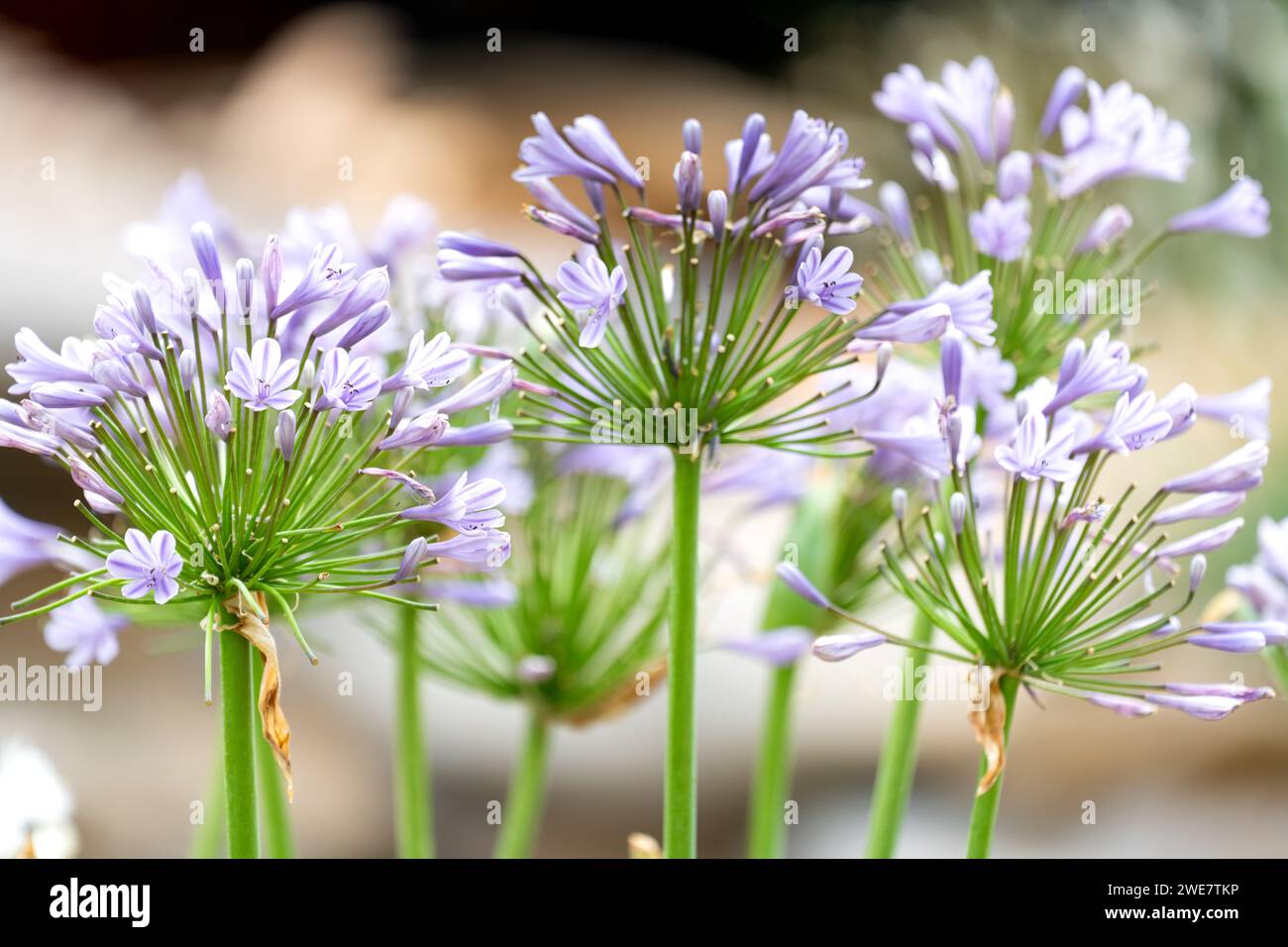 Agapanthus africanus, communément appelé lis africain Banque D'Images