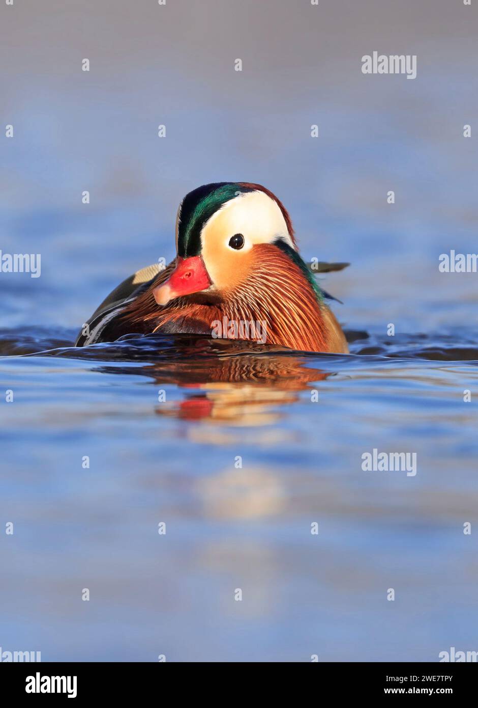 Portrait de canard mandarine en hiver avec de beaux reflets Banque D'Images