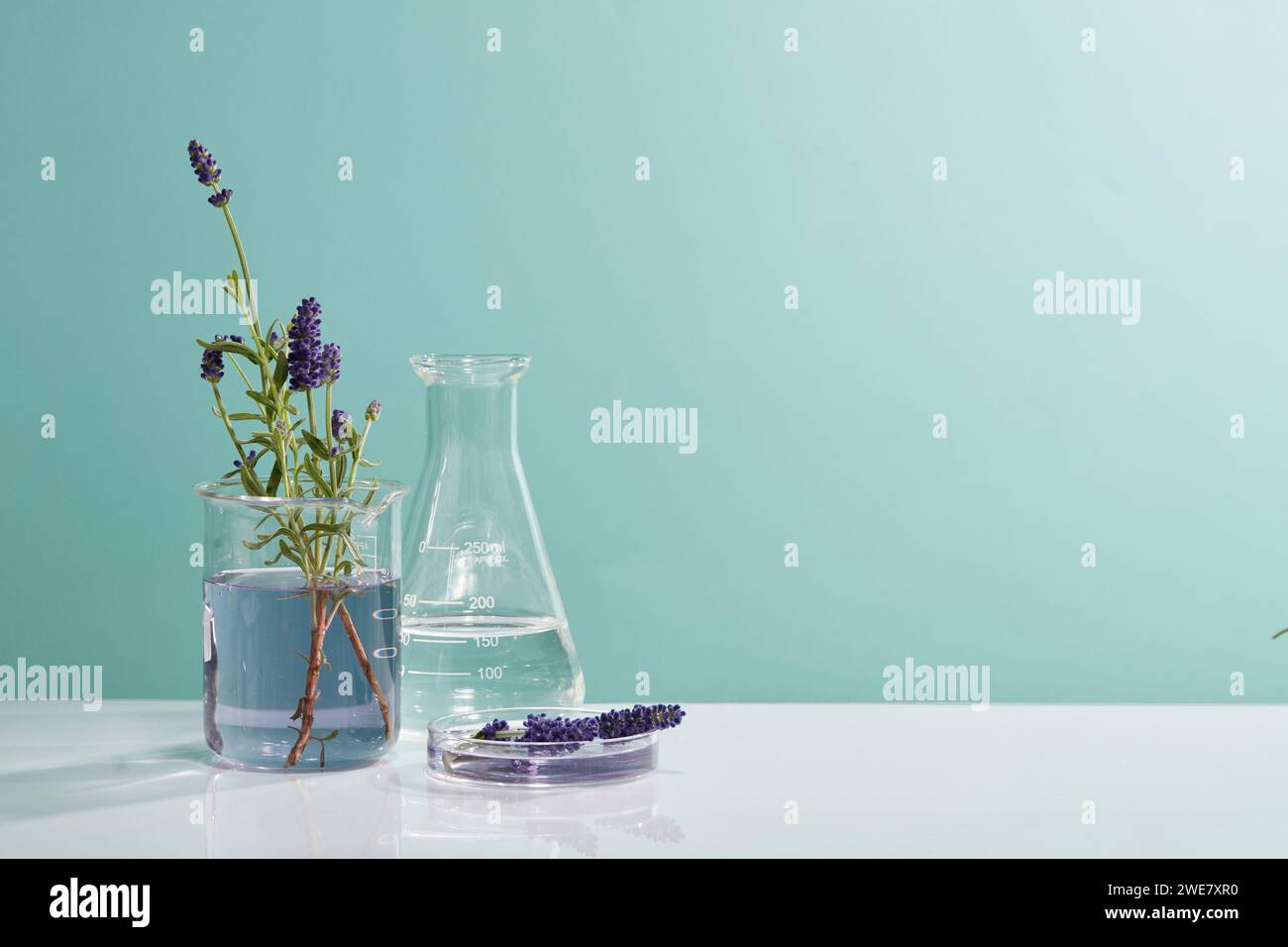Concept de laboratoire avec bécher, flacon conique et boîte de Pétri de liquide violet et fleurs de lavande. Concept de recherche Lavande naturelle (Lavandula) ex Banque D'Images