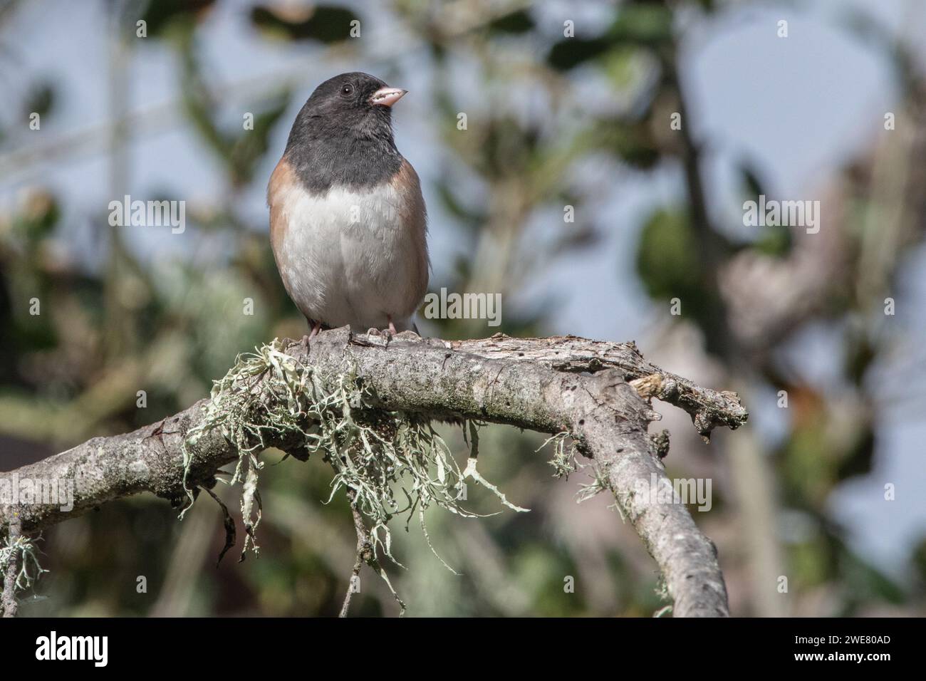 Un junco aux yeux sombres (Junco hyemalis) perché dans une savane de chêne dans la région de la baie de San Francisco en Californie. Banque D'Images