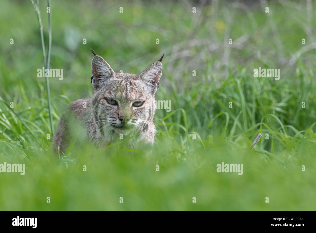 Un lynx rufus (Lynx rufus) en herbe haute dans un champ californien. Banque D'Images