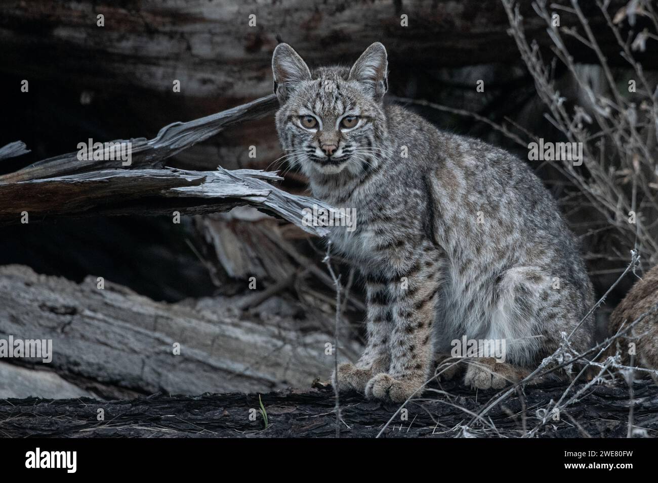 Un chaton lynx rufus (lynx rufus) de la région de la baie de San Francisco en Californie, aux États-Unis. Banque D'Images