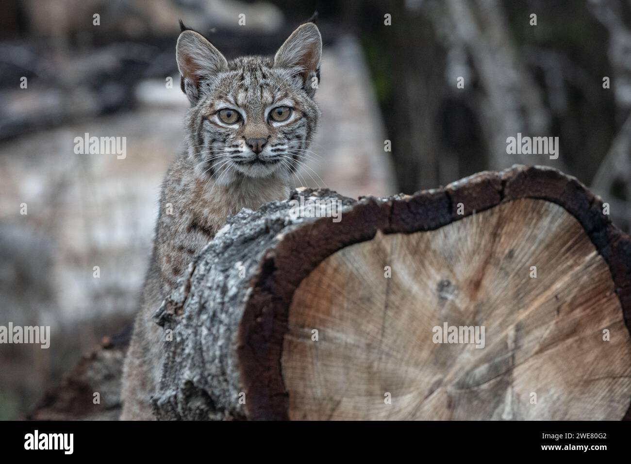 Un chaton lynx rufus (lynx rufus) de la région de la baie de San Francisco en Californie, aux États-Unis. Banque D'Images