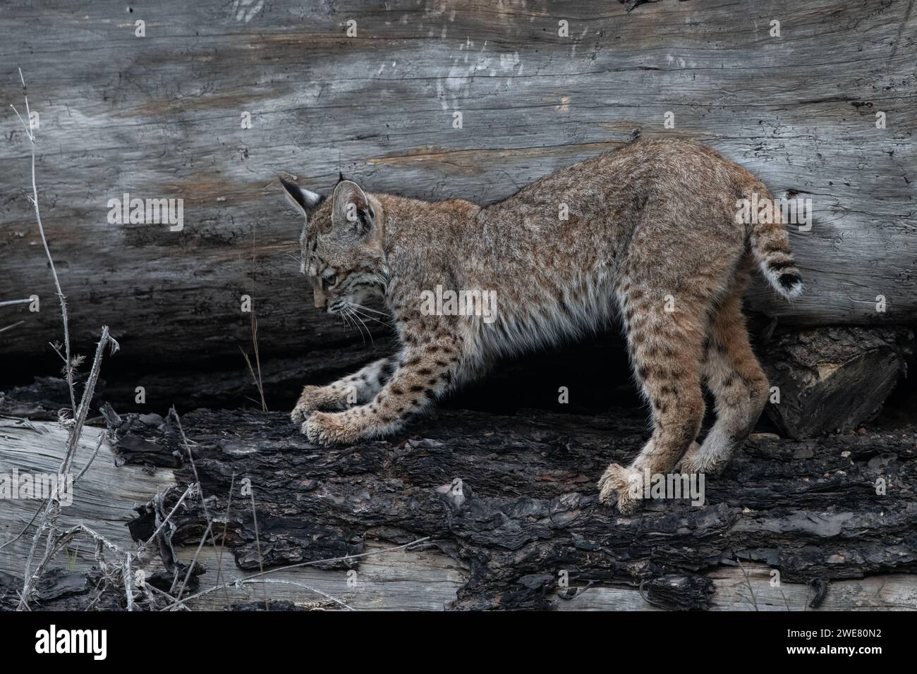 Un lynx roux (Lynx rufus) affûtant ses griffes et grattant une bûche en Californie, aux États-Unis, en Amérique du Nord. Banque D'Images