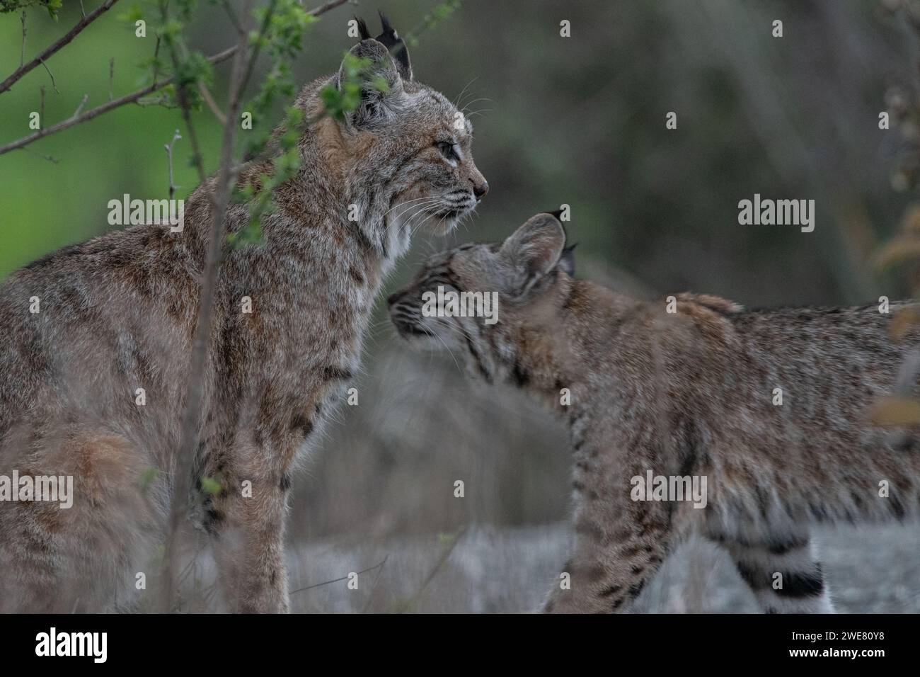 Une mère et un chaton lynx rufus (Lynx rufus) de la région de la baie de San Francisco en Californie, aux États-Unis. Banque D'Images