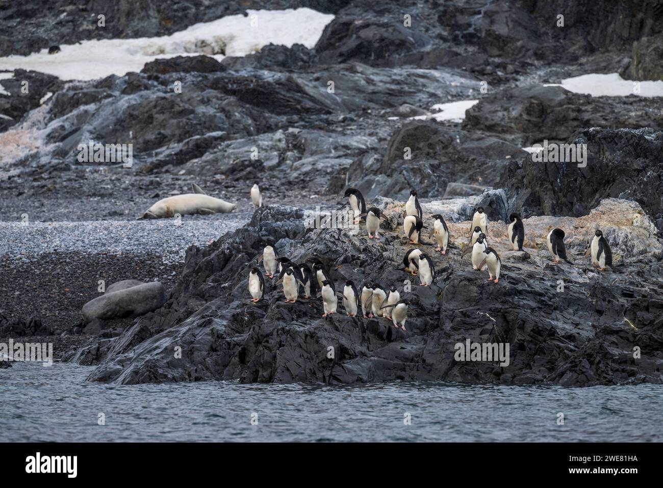 Pingouins Adelie à Hope Bay, Antarctique Banque D'Images