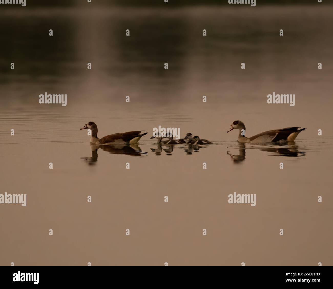 Famille d'oies égyptiennes (Alopochen aegyptiaca) avec des oisons nageant dans le lac au crépuscule aux lacs Al Qudra à Dubaï, Émirats arabes Unis. Banque D'Images